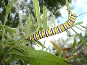 milkweed 2010 005