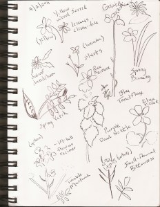 wildflower walk April 2011