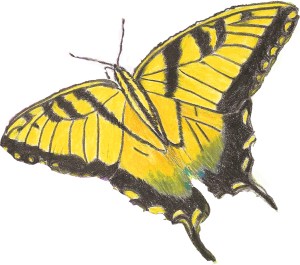 tiger swallowtail