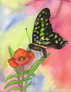 butterfly and poppy