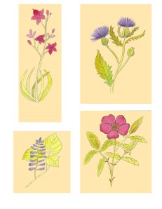 wildflower collection 72