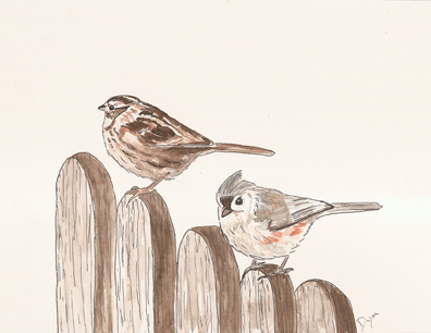 songbirds titmouse sparrow 72