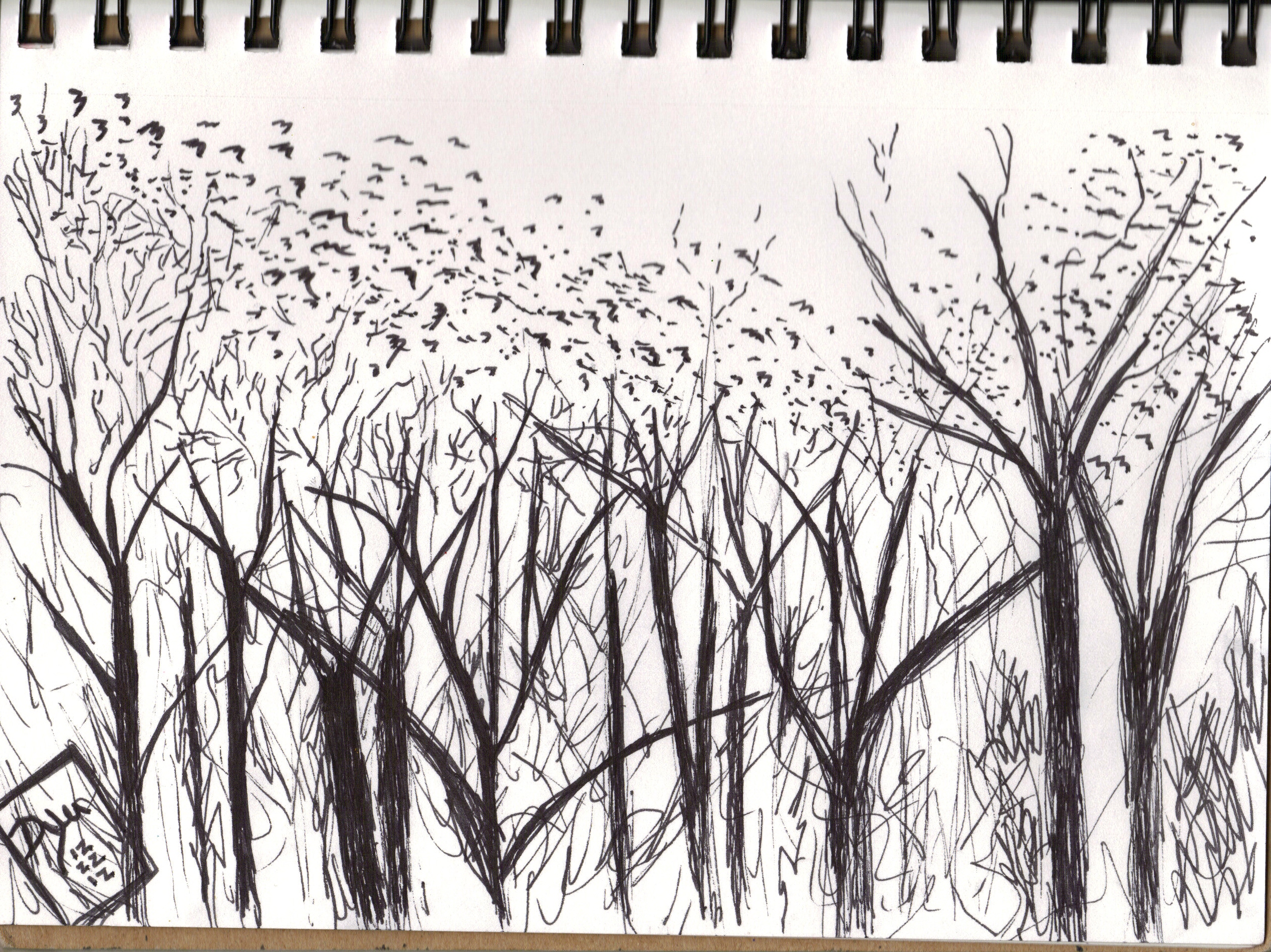 Mason Farm blackbirds