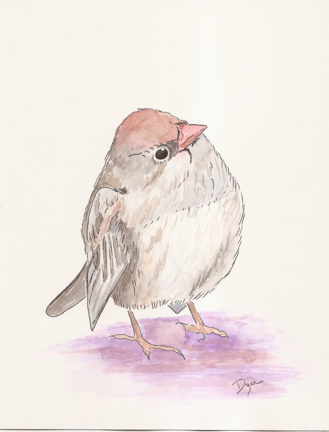 junco