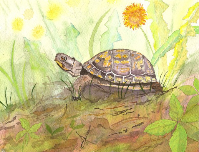 box turtle 72