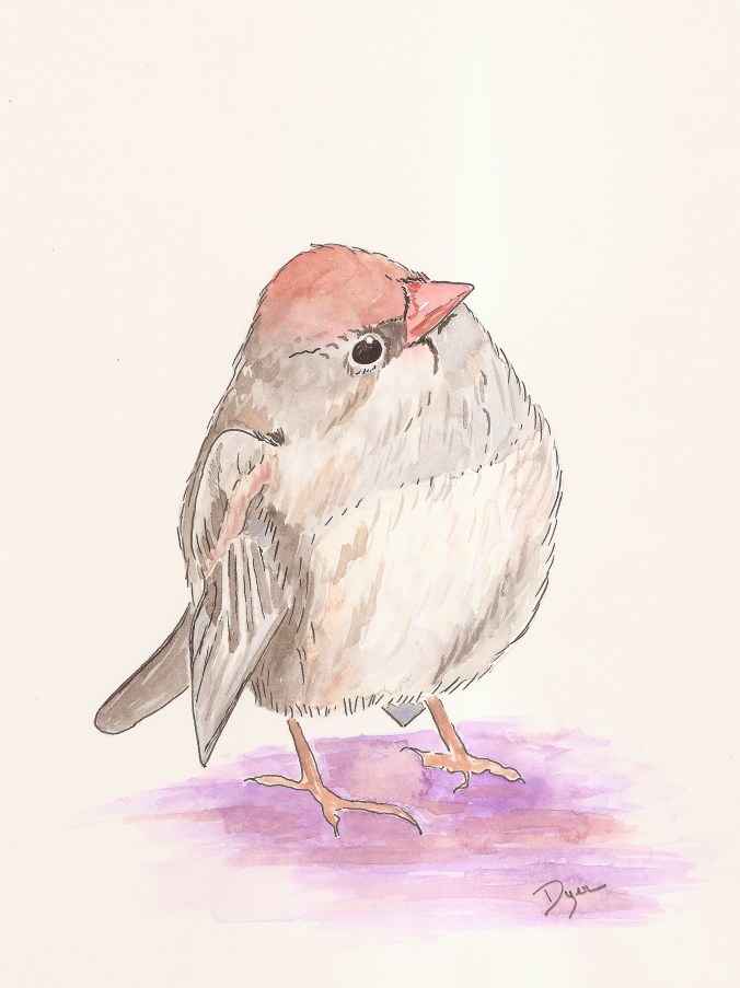 junco