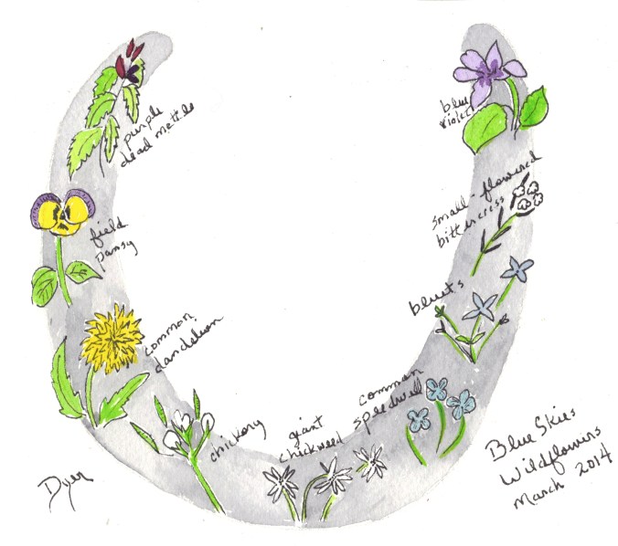 Blue Skies Wildflowers