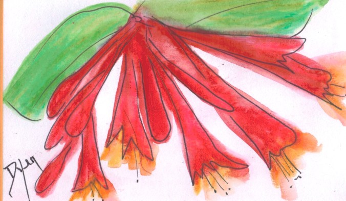 Coral Honeysuckle
