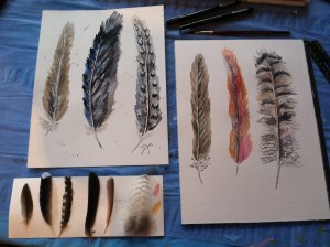 feathers feathers