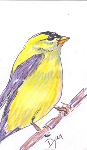 Goldfinch 3 x 5