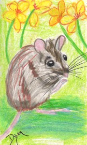 Index card field mouse