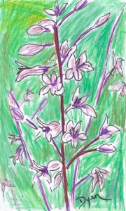 Index Card Penstemon
