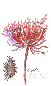 Index card Vet day 5