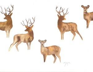 Deer II