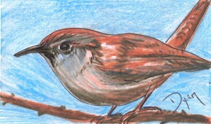 Index card Carolina Wren