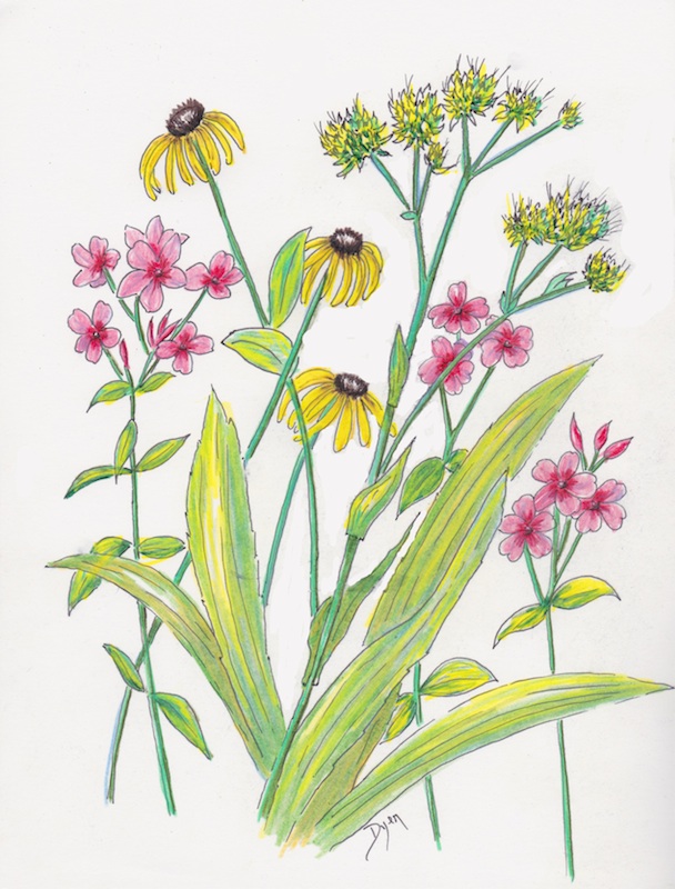 Wildflower 2016 color 72