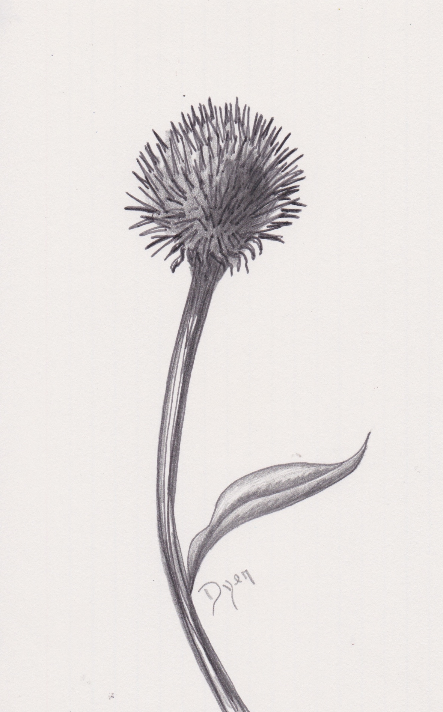coneflower-head