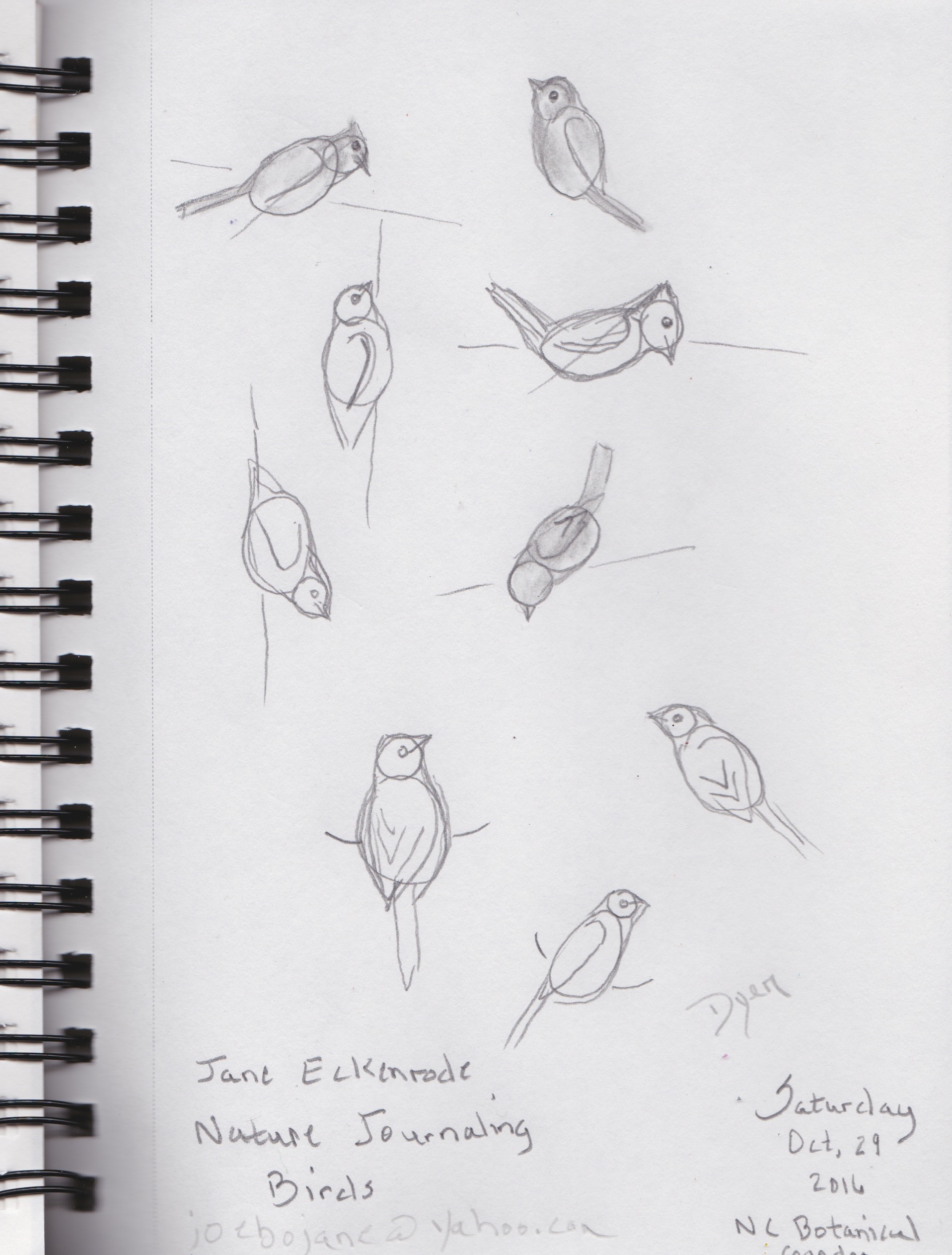birds-sketches