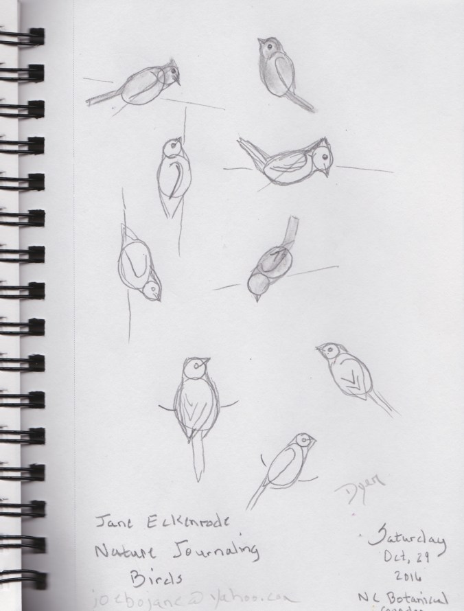 birds-sketches