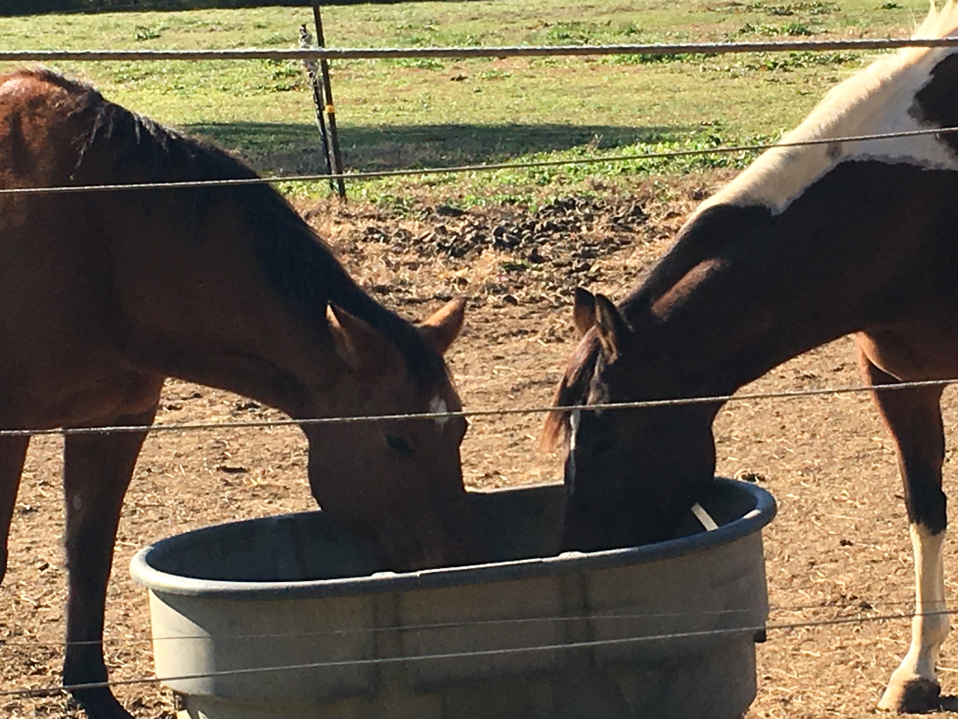 Horses blue skies.jpg