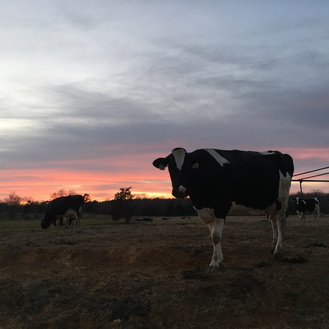Cow sunset.jpg