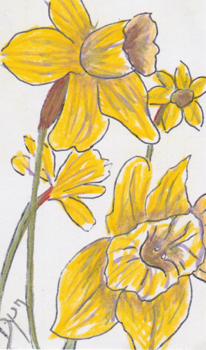 Index card daffodil 2.jpeg