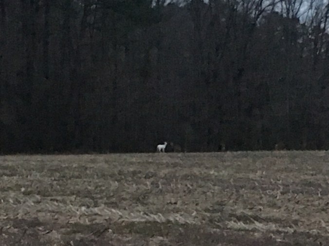 white deer.jpg