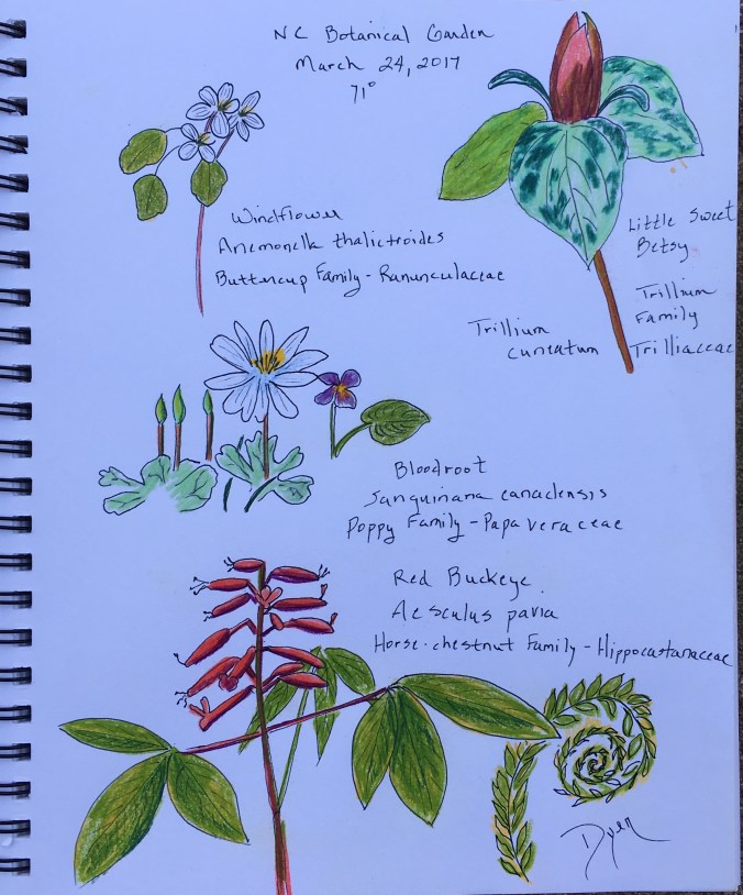 Botanical Garden March 2017.jpg