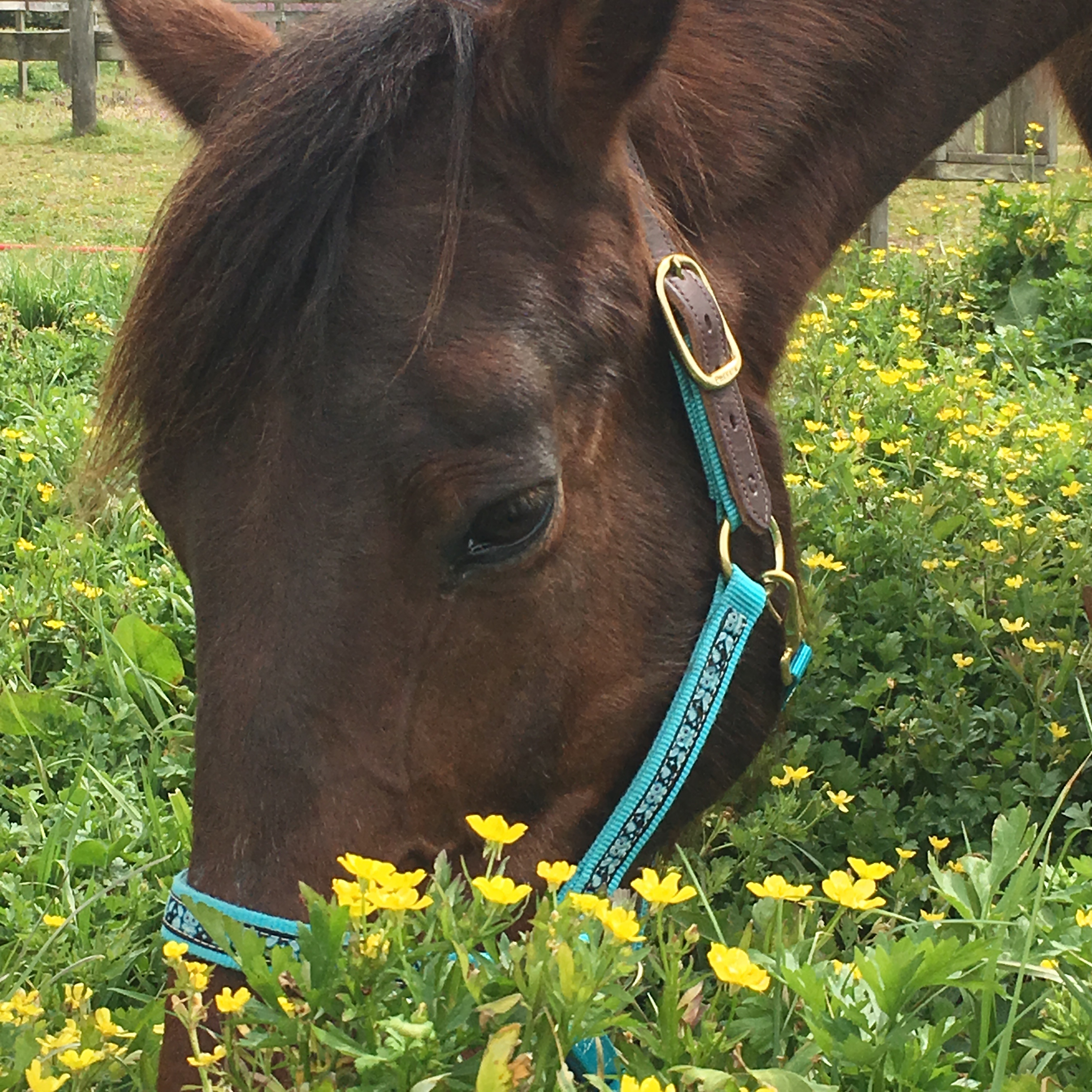 Finn March 26 2017.jpg