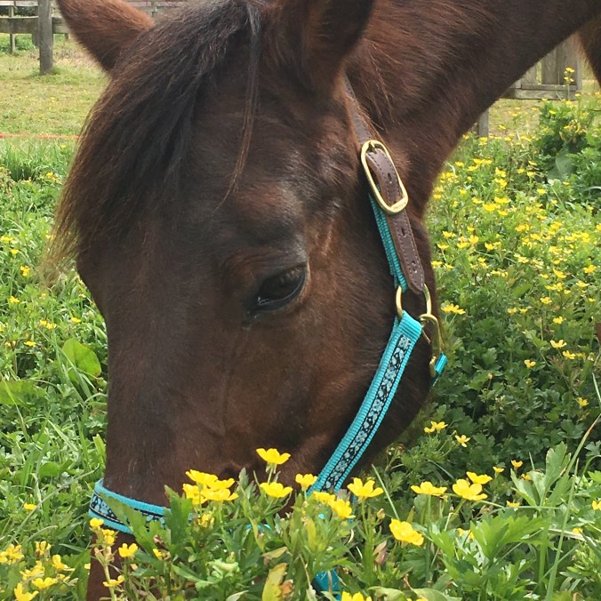 Finn March 26 2017.jpg