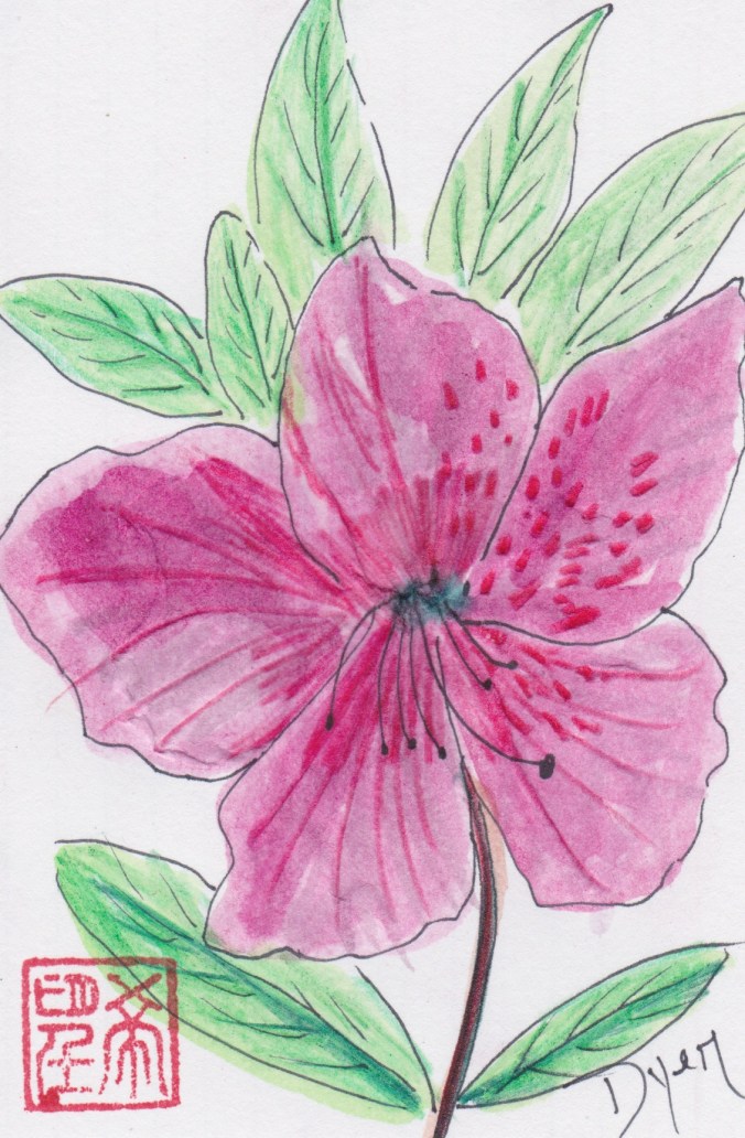 Index card azaelia.jpeg