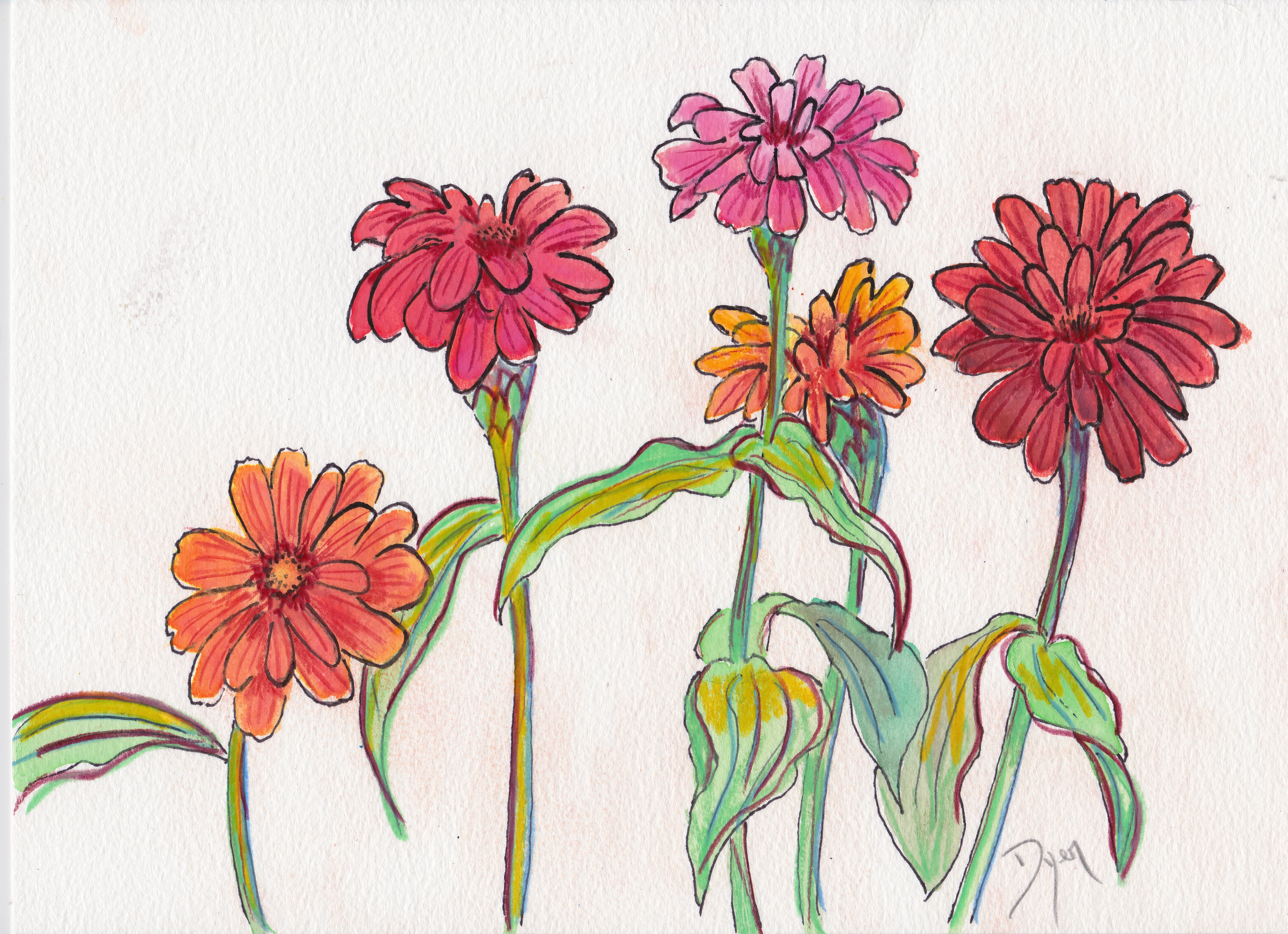 Zinnias 2.jpg
