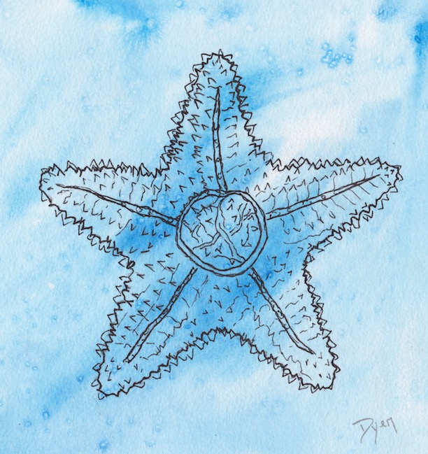 Coastal Starfish 600 copy